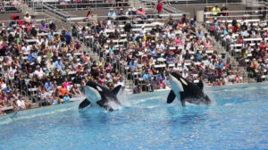 Killer whale show i Sea World